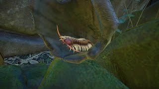 Amazonian giant centipede exhbit speed build planet zoo [upl. by Anirahtak]