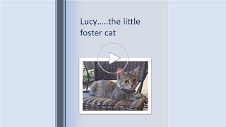 Lucy4 Little foster cat bonds with sad and lonely rescue cat [upl. by Oicirtap]