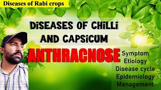 Best vegetable farming tricks  How do you treat anthracnose in capsicum [upl. by Frederich]