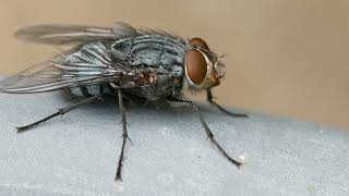 Housefly  Buzzing Fly Sound Effect  Efecto de sonido de mosca doméstica  bruit de MOUCHE 🦟 [upl. by Karylin]