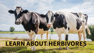 FUN ANIMAL FACTS EP3  HERBIVORES [upl. by Pembrook]