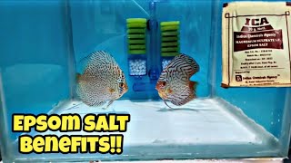 How to use Epsom salt in the aquarium  Benefits of Epsom salt  cheapest medicine for fishes [upl. by Landre]