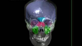 Human skull with brain endocast paranasal sinuses tympanic sinus [upl. by Llerret]