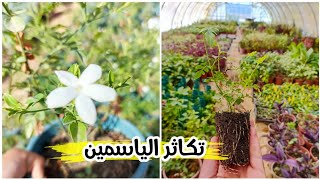 أحسن طريقة لتكاثر نبات الياسمين Jasminum officinale [upl. by Halueb604]