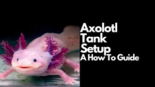 Axolotl Tank Setup Complete Guide [upl. by Meara]