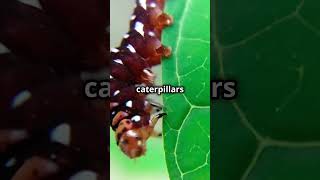 The Amazing World Of Caterpillars A WIldWisdomTV Short [upl. by Shalne]