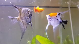 AWESOME 15 Gallon Planted Angelfish Tank [upl. by Nanfa]