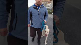 ATENTIA CAINELUI FATA DE STAPAN  DRESAJ CANIN  COMENZILE PAS  STAI  INAPOI CU UN LABRADOR [upl. by Dewayne438]