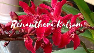 Renanthera Kalsom Red Dragon Orchid  Home Garden [upl. by Elyse]