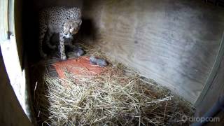 Milani Gives Birth to 5 Cheetah Cubs [upl. by Noraf]