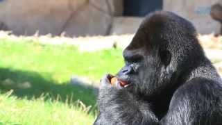 Episode 13  repas de gorilles et lionceaux en famille Beauval un œil en coulisse [upl. by Chavey]