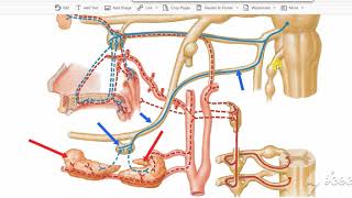 Submandibular salivary glands nerve supply 4 [upl. by Floro]