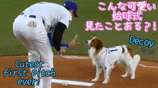 デコピン始球式とか！可愛すぎる！！！🐶FIRST PITCH BY DECOY [upl. by Ariella]