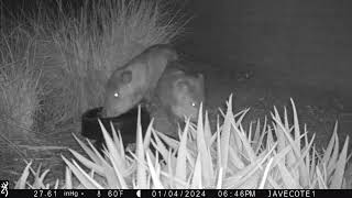 Jan 5 2024 Javelina Coyotes [upl. by Yendyc]