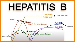 Hepatitis B SerologyInterpretation [upl. by Mattheus354]