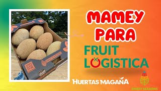 Cosechamos Zapote Mamey para la FRUIT LOGISTICA en Berlín Alemania [upl. by Etneciv958]