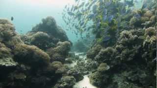 Apo Reef Philippines 菲律賓 阿波環礁  Scuba Diving Trip [upl. by Nodla]