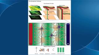 Brain Cleaning Glymphatic System Animation [upl. by Aihpledalihp588]