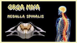 Orqa miya  Medulla spinalis  Anatomiya  Fiziologiya [upl. by Stefania64]