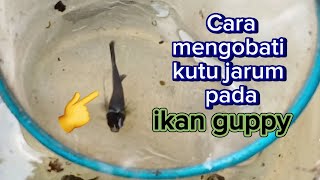 Cara mudah mengobati ikan yang terkena penyakit kutu jarum [upl. by Fortune573]