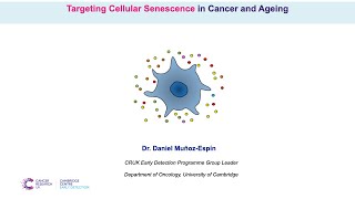 Targeting Cellular Senescence in Cancer and Ageing  Dr Daniel MuñozEspín [upl. by Dlorad]