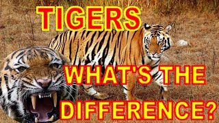 Tigers Whats the difference [upl. by Tarabar]