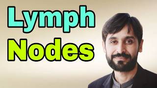 Lymph Nodes  What is Lymph Nodes [upl. by Imaon]