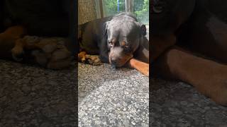 Rottweiler Lady Ollie Ne Kari Bubzee Ki Pitaayi shorts dogs rottweiler youtubeshorts trending [upl. by Onaled]