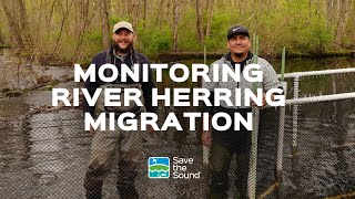 Monitoring River Herring Migration in the Long Island Sound Region [upl. by Araec517]