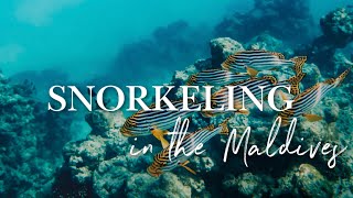 SNORKELING IN THE MALDIVES 🐠  TOP 2 HOTELS for the best House Reef Snorkeling in the Maldives 4K [upl. by Ahtnama]