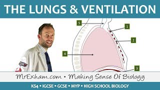 Lungs and Ventilation  GCSE Biology 91 [upl. by Ellary]