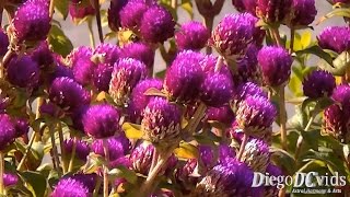 Gomphrena globosa  Globe Amaranth Amaranthaceae Perpétua Roxa [upl. by Salis260]