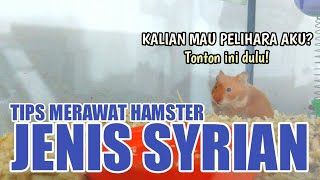 Cara Merawat Hamster Syrian [upl. by Randy]