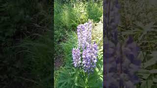 Alaska wild flowers Lupinus Polyphyllus [upl. by Gilberto]