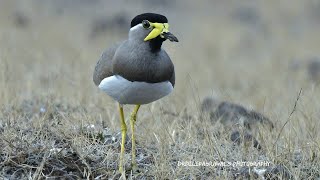 YELLOW WATTLED LAPWING birdbath [upl. by Brown]