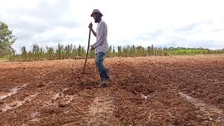 resolvemos não deixar de plantar o napier tão bom quando o capiaçu plantando lidanaroça [upl. by Ecirtam412]