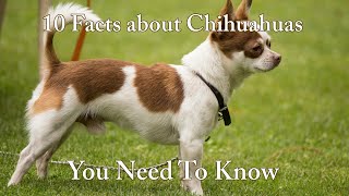 Chihuahua Chronicles 10 Must Know Facts chihuahua chihuahuafanatics [upl. by Baxie88]