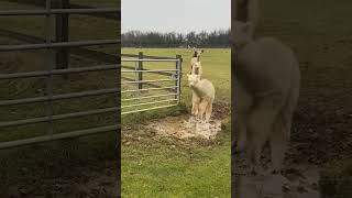 quotLaugh with Baby Lamas The Funniest Clips Everquot [upl. by Atonsah]