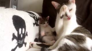 Adorable kitten learning how to clean copying his mom So cute [upl. by Anyak]