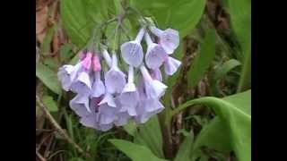 Virginia Bluebells Mertensia virginica [upl. by Fisuoy]