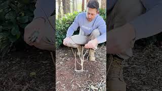 🌸 Winter Pruning Hydrangea Paniculata ✂️🍂 [upl. by Aihsi269]