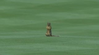 Tiger Woods pars No 13 at the Bridgestone Invitational [upl. by Doralin126]