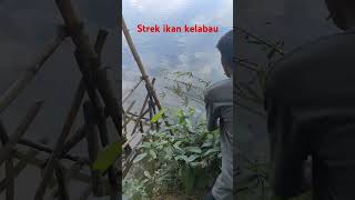 Strek ikan kelabau [upl. by My]