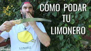 CÓMO PODAR UN LIMONERO todo lo que necesitas saber para hacerlo BIEN  en20metros [upl. by Ahtivak49]