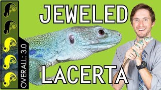 Jeweled Lacerta The Best Pet Lizard [upl. by Ydeh679]