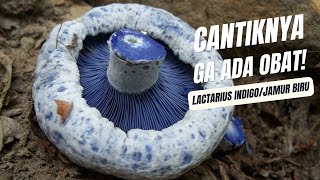 KECANTIKAN ALAMI LACTARIUS INDIGO  SI JAMUR BIRU [upl. by Cesaro]