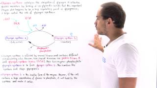 Glycogen Synthase Regulation [upl. by Rehc]