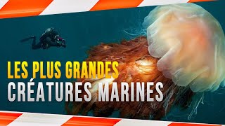 LES 10 PLUS GRANDES CRÉATURES MARINES DU MONDE [upl. by Leterg]