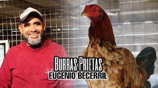 Burras Prietas  Eugenio Becerril [upl. by Zedekiah]