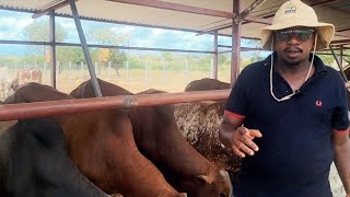 How to feed 1200 cattle yr in a dry areacattle feedlot [upl. by Wiseman]